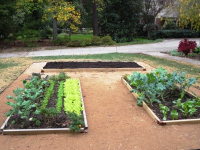 Backyard Gardening In Durham 